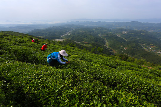 摘茶