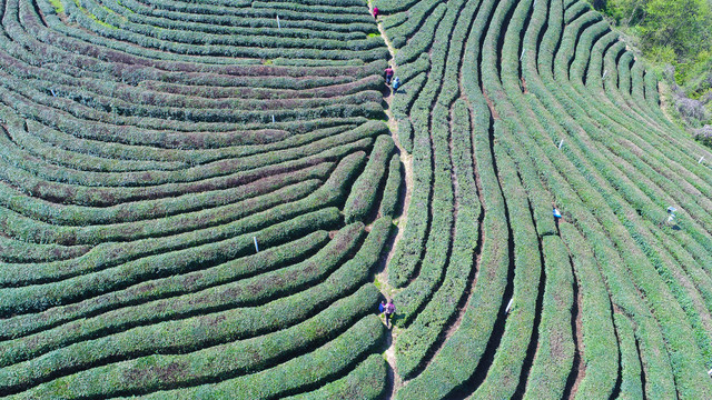 龙王垭茶场航拍茶树