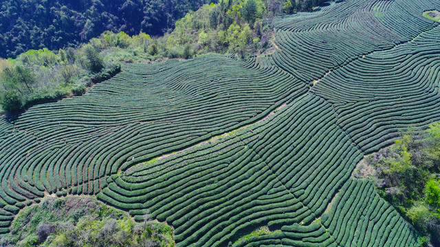 龙王垭茶场航拍高山