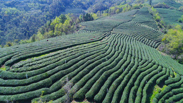 龙王垭茶场航拍全部