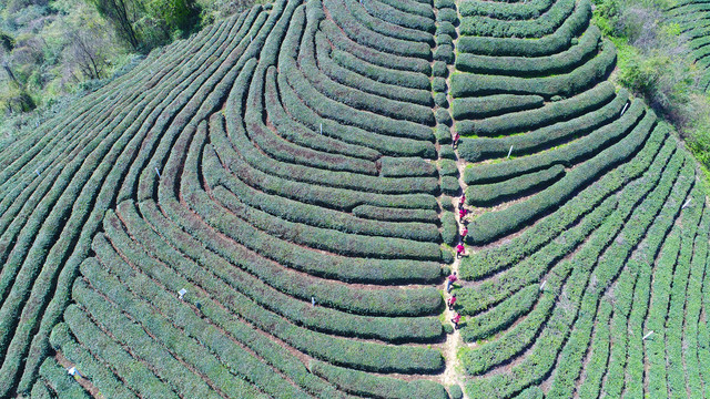 高山绿茶