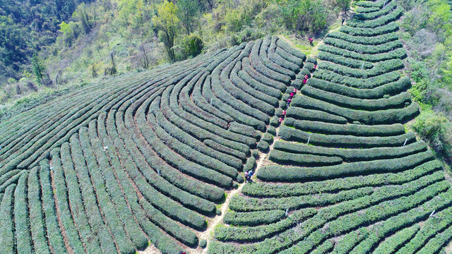 茶园全景