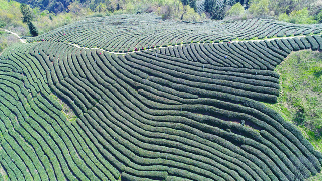 茶园基地全景