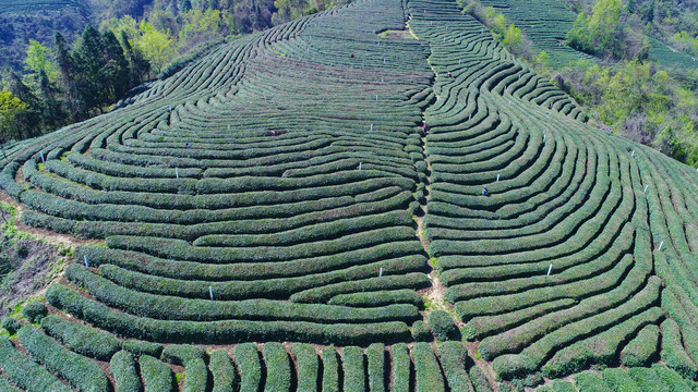 龙王垭茶场航拍茶树