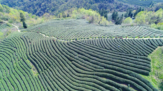 湖北省竹溪茶园