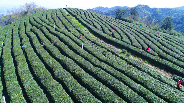 高山采茶