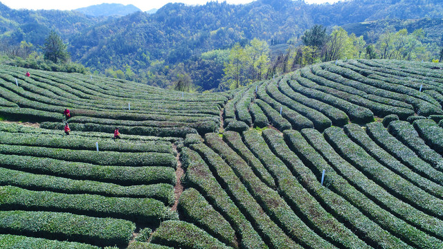 龙王垭茶场全景航拍