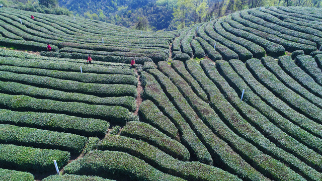 龙王垭茶树