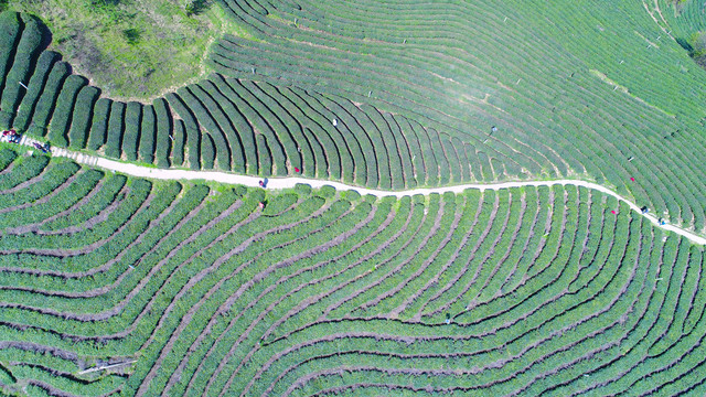 高山茶树