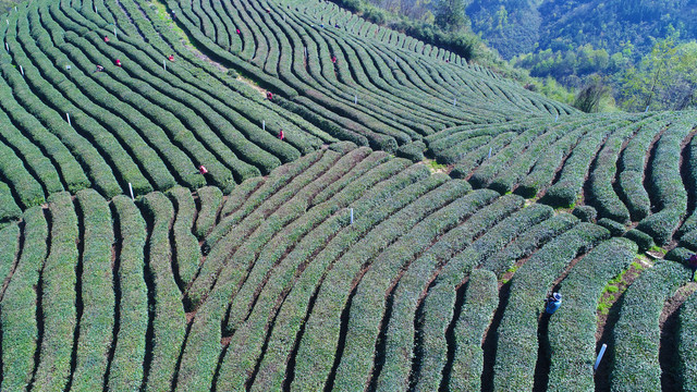 龙王垭茶场航拍美景