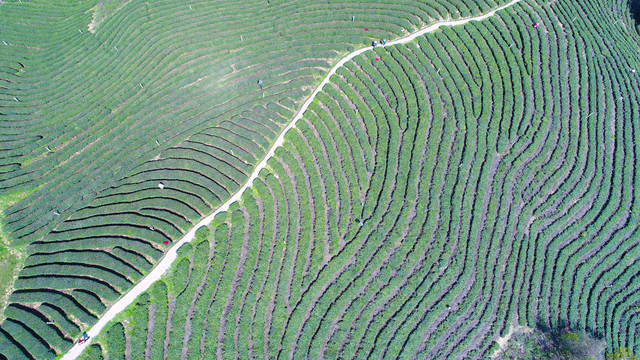 茶树美景