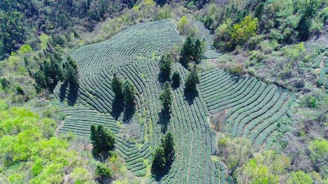 茶树