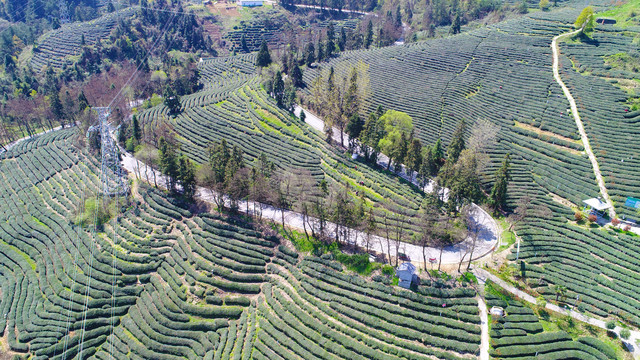 龙王垭茶场航拍茶路