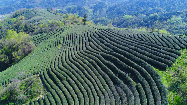 龙王垭绿茶