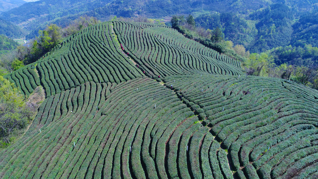 龙王垭茶场航拍美景