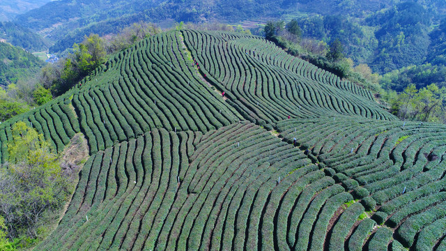 龙王垭茶场航拍全景