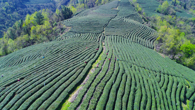 龙王垭茶场基地