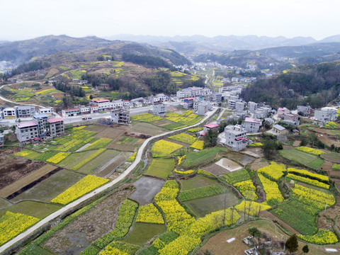 水坪航拍油菜