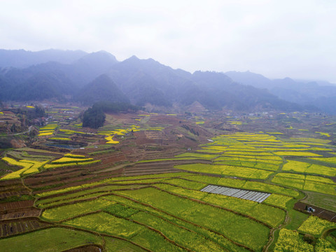 中峰航拍油菜梯田