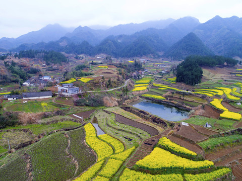 中峰航拍油菜田地