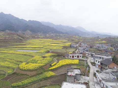 中峰航拍油菜美景