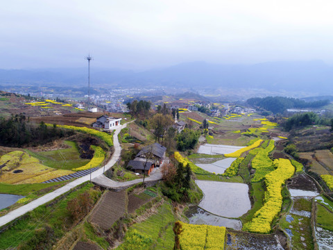 中峰航拍稻田