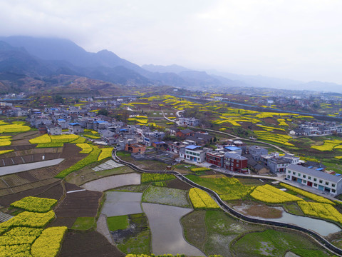 中峰乡村油菜