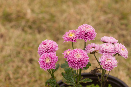 美丽的菊花