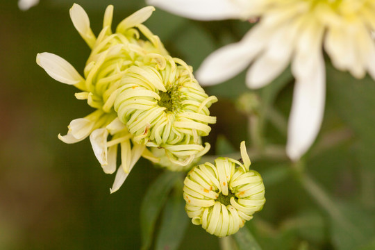 美丽的菊花与花蕾