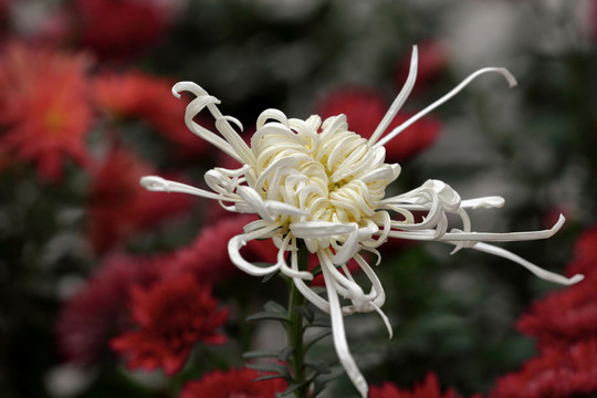 美丽的白色菊花