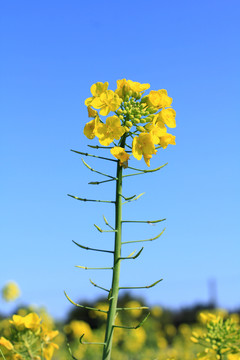 油菜花