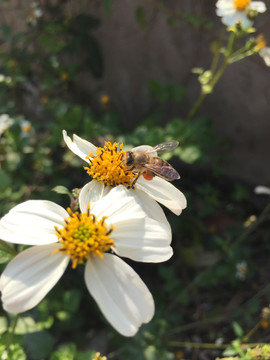 蜜蜂采花蜜