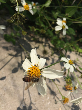 蜜蜂采花蜜