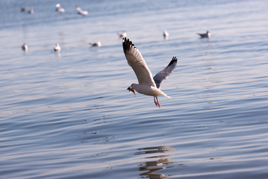 青岛栈桥捕食的海鸥
