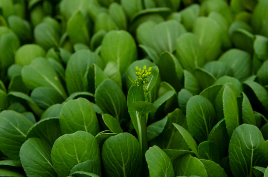 有机农田的小油菜