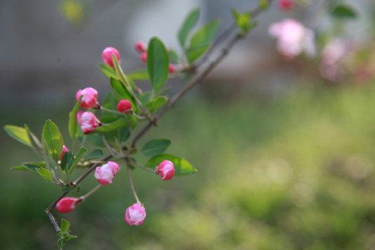 4月海棠花