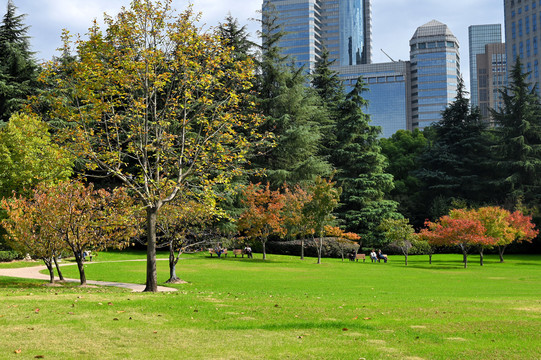 城市公园树木草坪