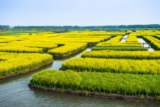 垛田油菜花田