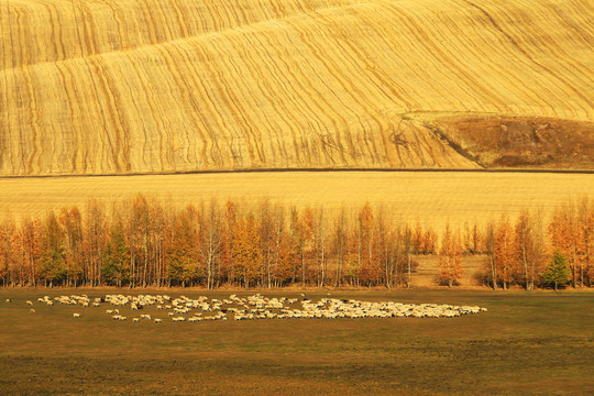 田间牧场羊群风景
