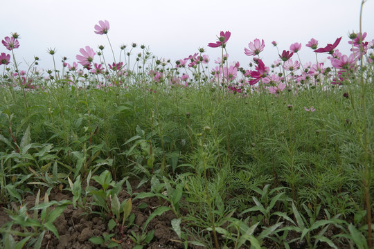 格桑花