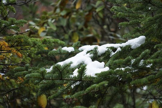 松树积雪