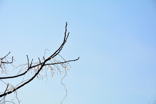 雪后结冰的树枝