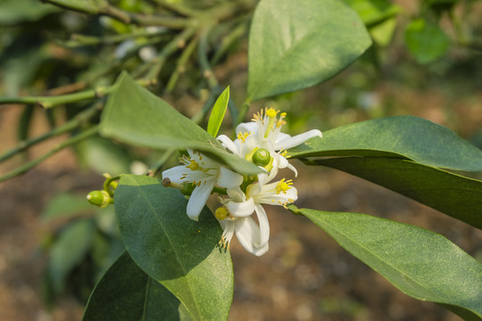 橙花