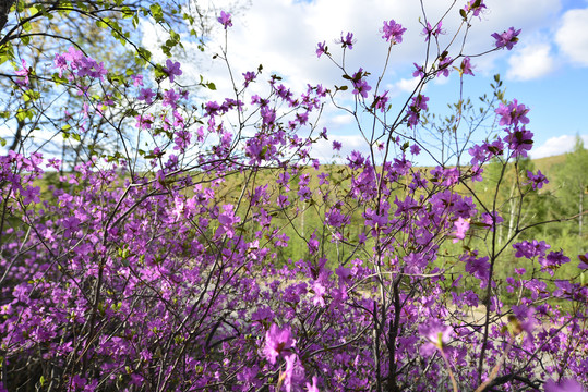 杜鹃花