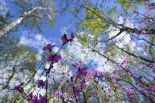 杜鹃花