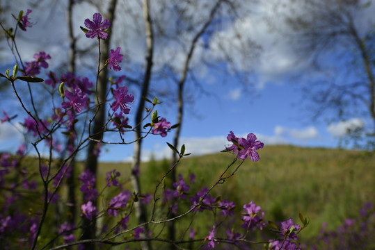 杜鹃花