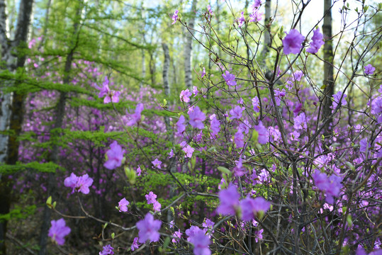 杜鹃花