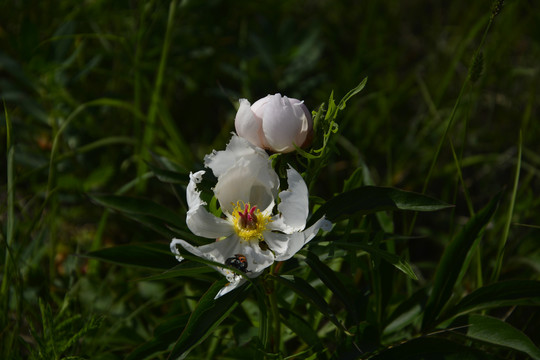 芍药