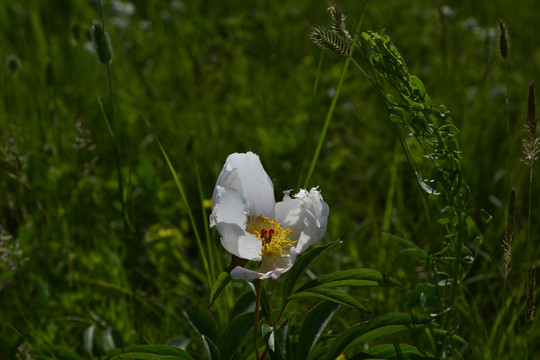 芍药