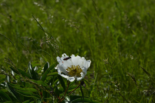 芍药